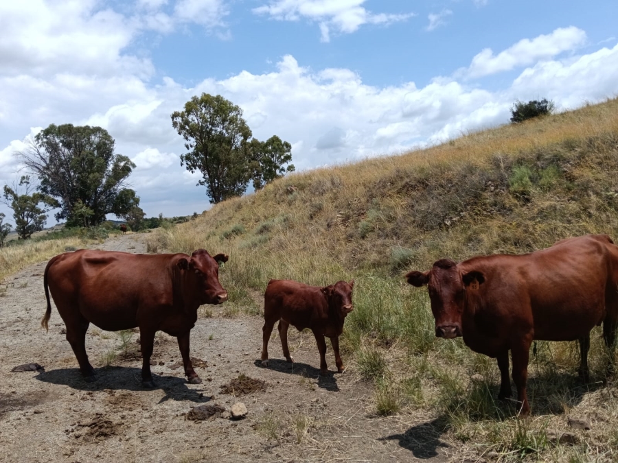 0 Bedroom Property for Sale in Lindley Rural Free State